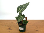 Anthurium Magnificent Silver x Besseae 'Eureka'