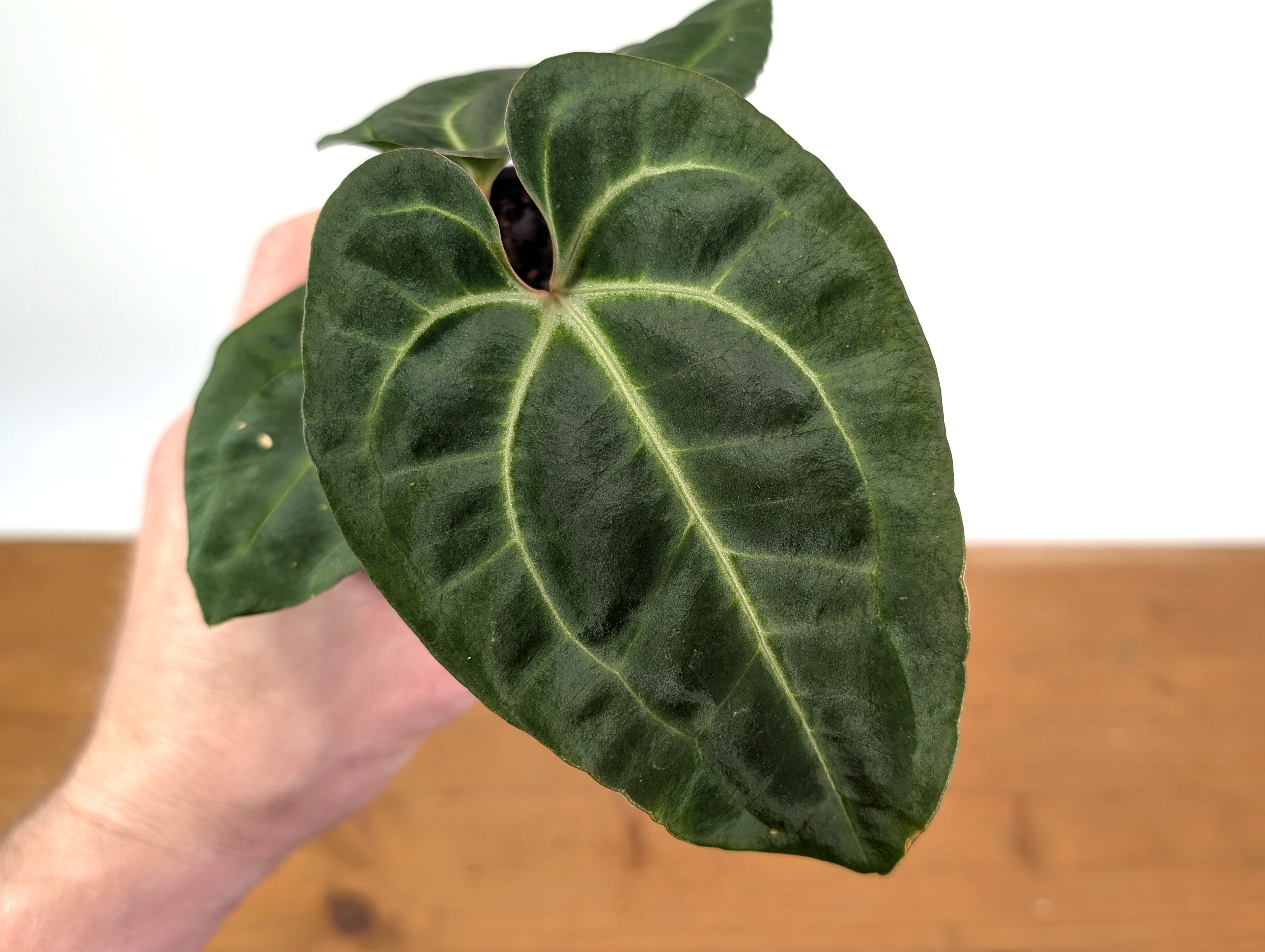 Anthurium Besseae