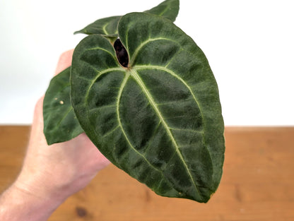 Anthurium Besseae