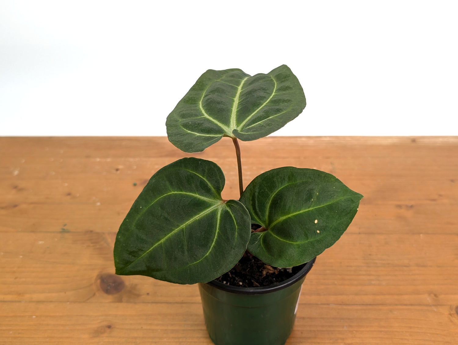 Anthurium Besseae