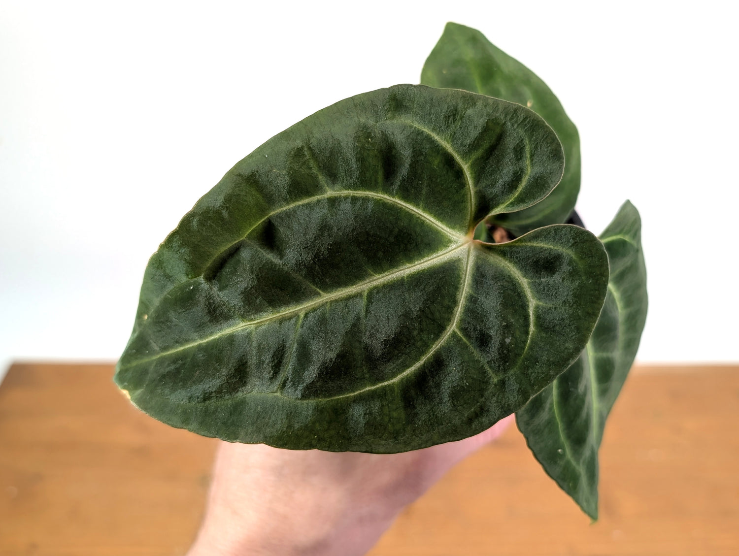 Anthurium Besseae