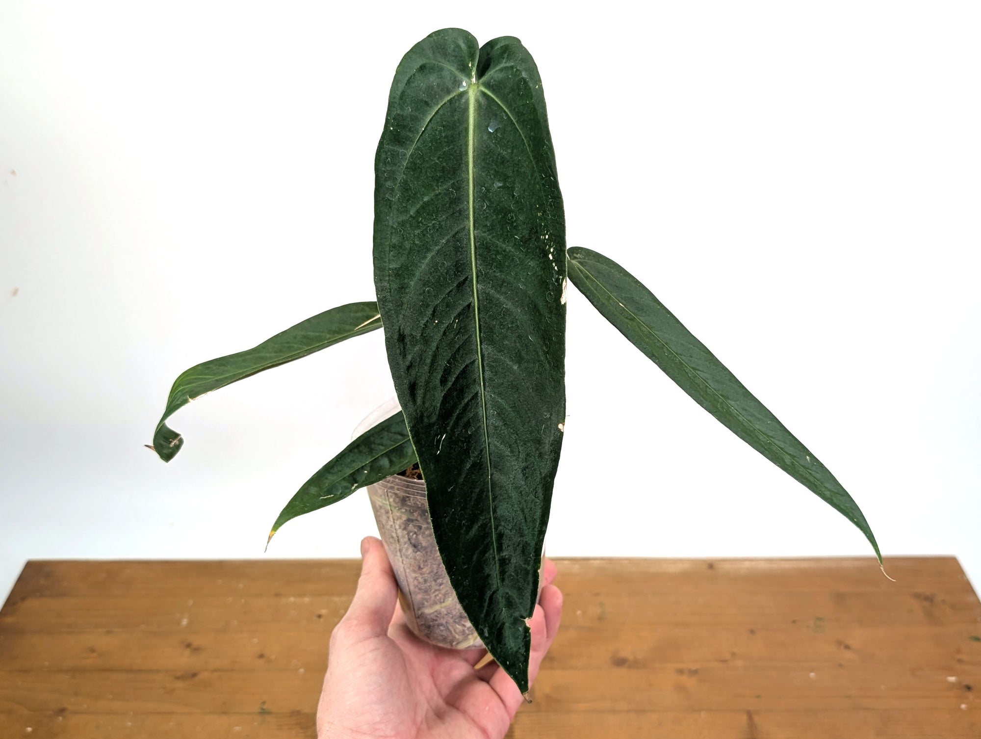 anthurium warocqueanum new leaf Anthurium Warocqueanum 'Esmeralda' Queen – Plantamani Plants