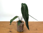 Anthurium Warocqueanum Esmeralda 'Dark Queen'