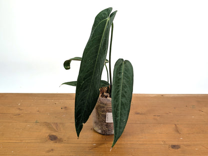 Anthurium Warocqueanum Esmeralda &