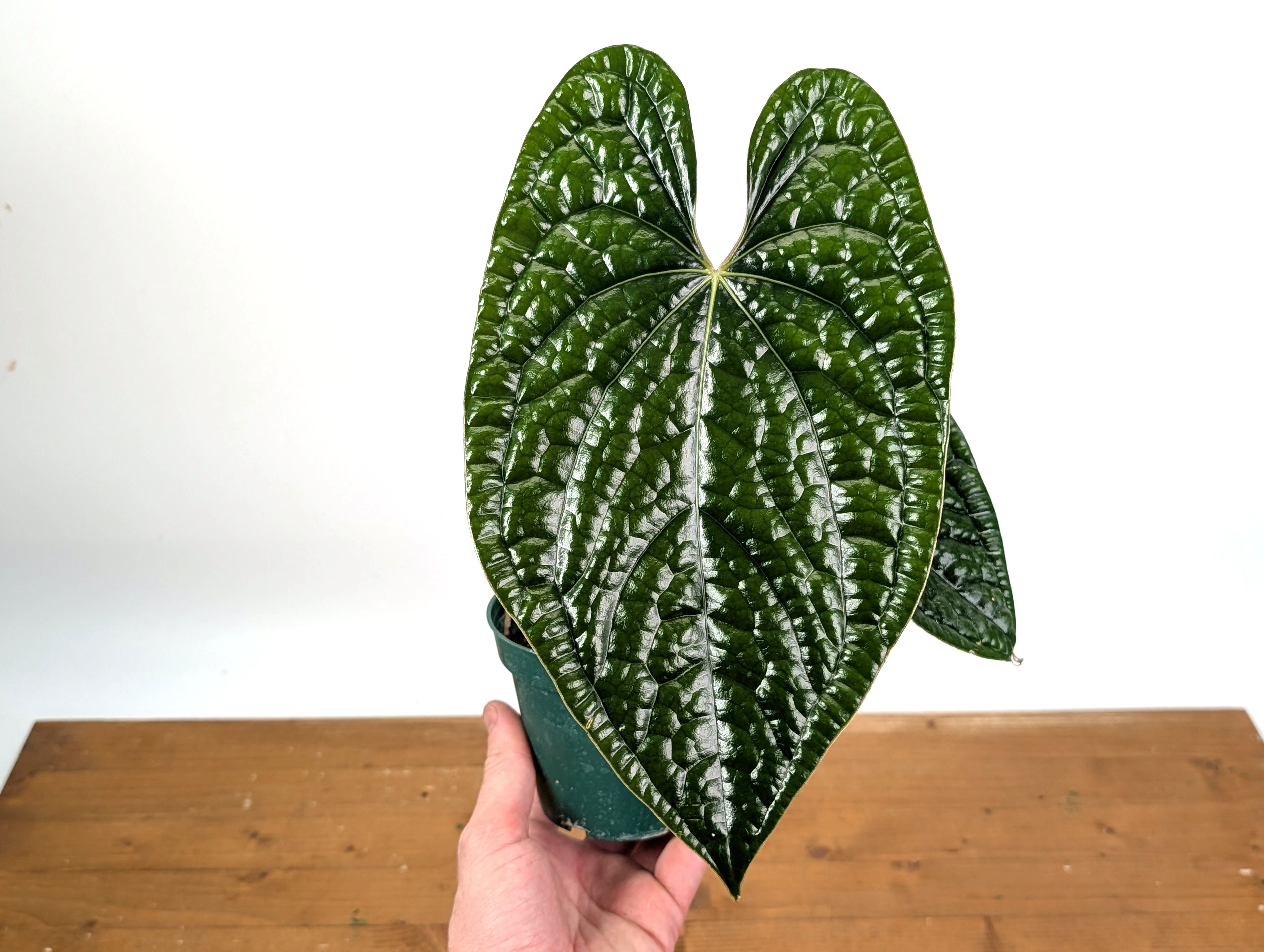 Anthurium Luxurians | 4 inch & 6 inch pots – Plantamani Plants