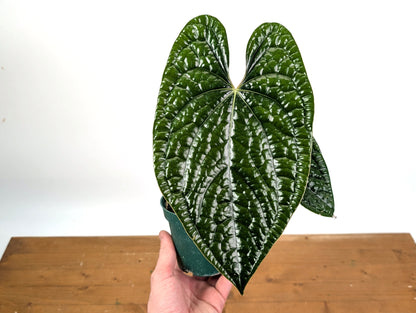 Anthurium Luxurians