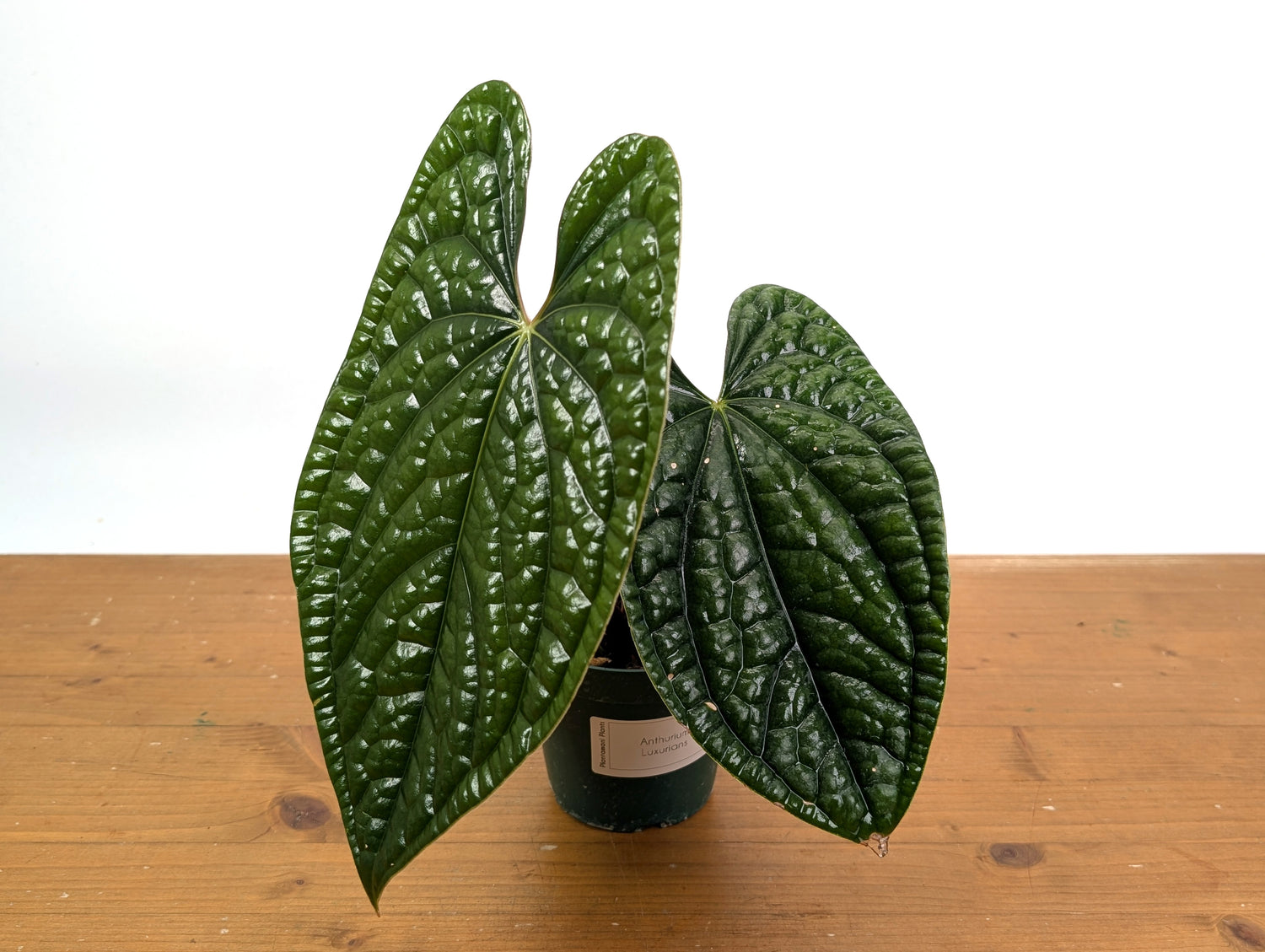 Anthurium Luxurians