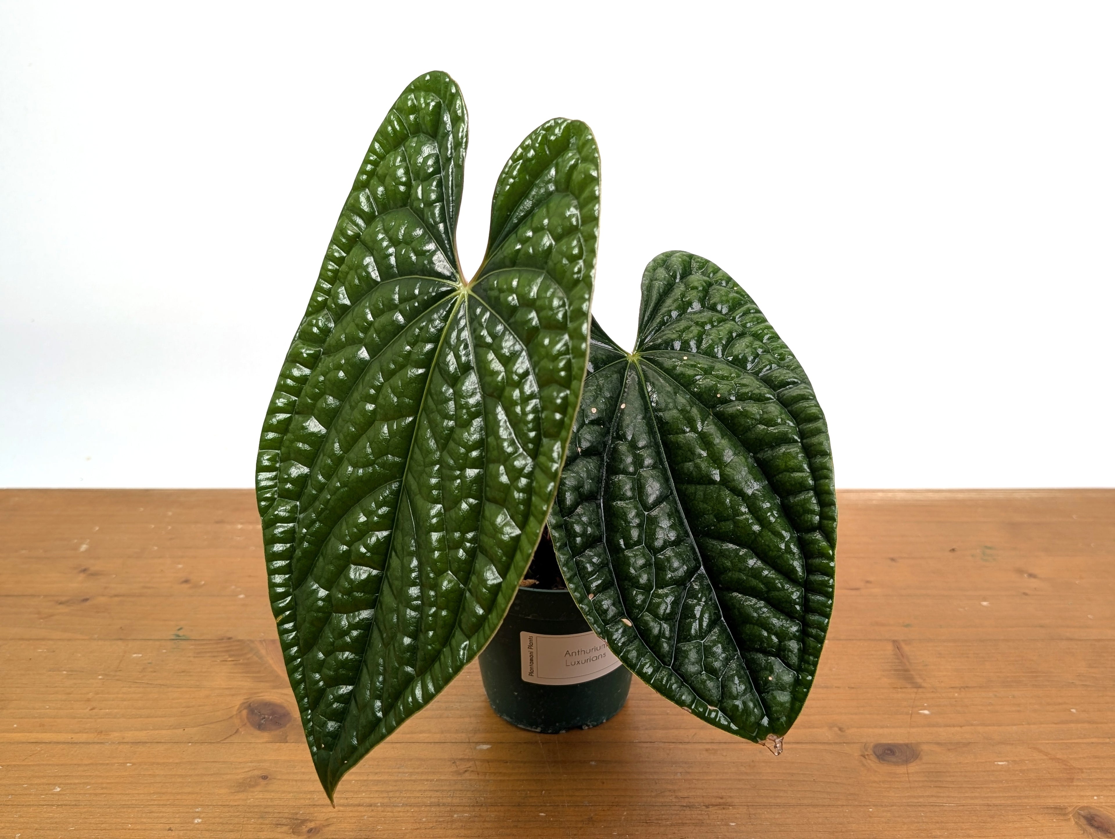 Anthurium Luxurians