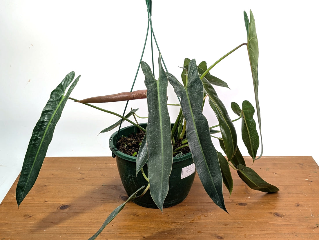 Philodendron Spiritus Sancti - Exact 8" Basket