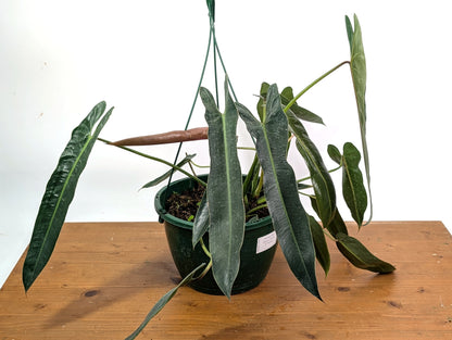 Philodendron Spiritus Sancti - Exact 8&quot; Basket