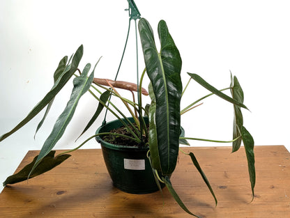 Philodendron Spiritus Sancti - Exact 8&quot; Basket