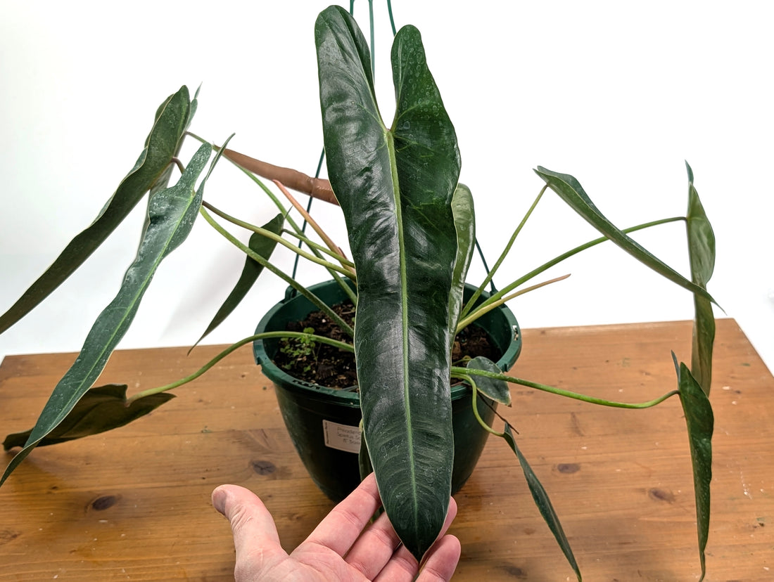 Philodendron Spiritus Sancti - Exact 8" Basket