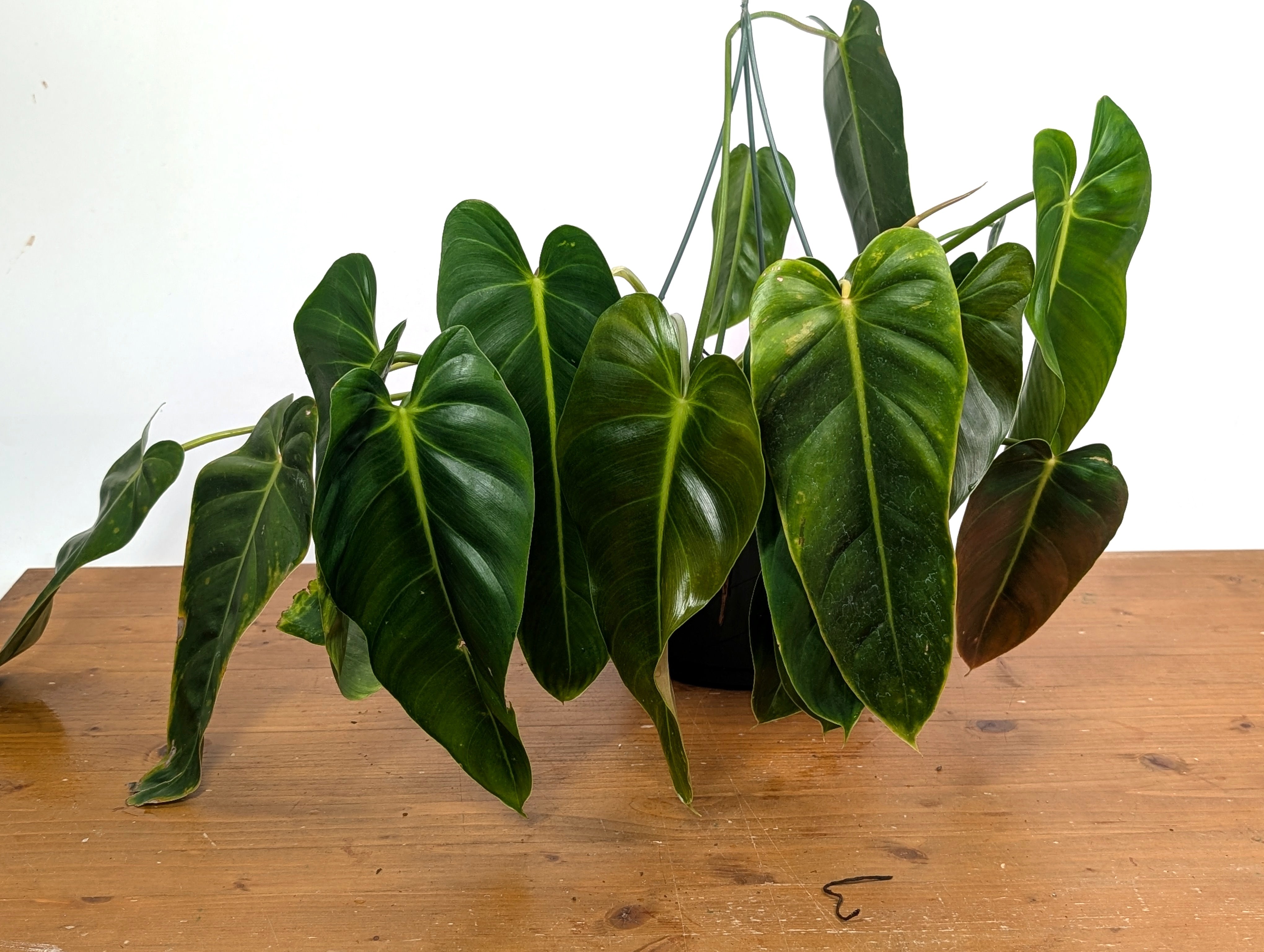 132 Amazon Spirit フィロデンドロン　philodendoron Philodendron Amazon Spirit (patriciae X Spiritus Sancti) - 4