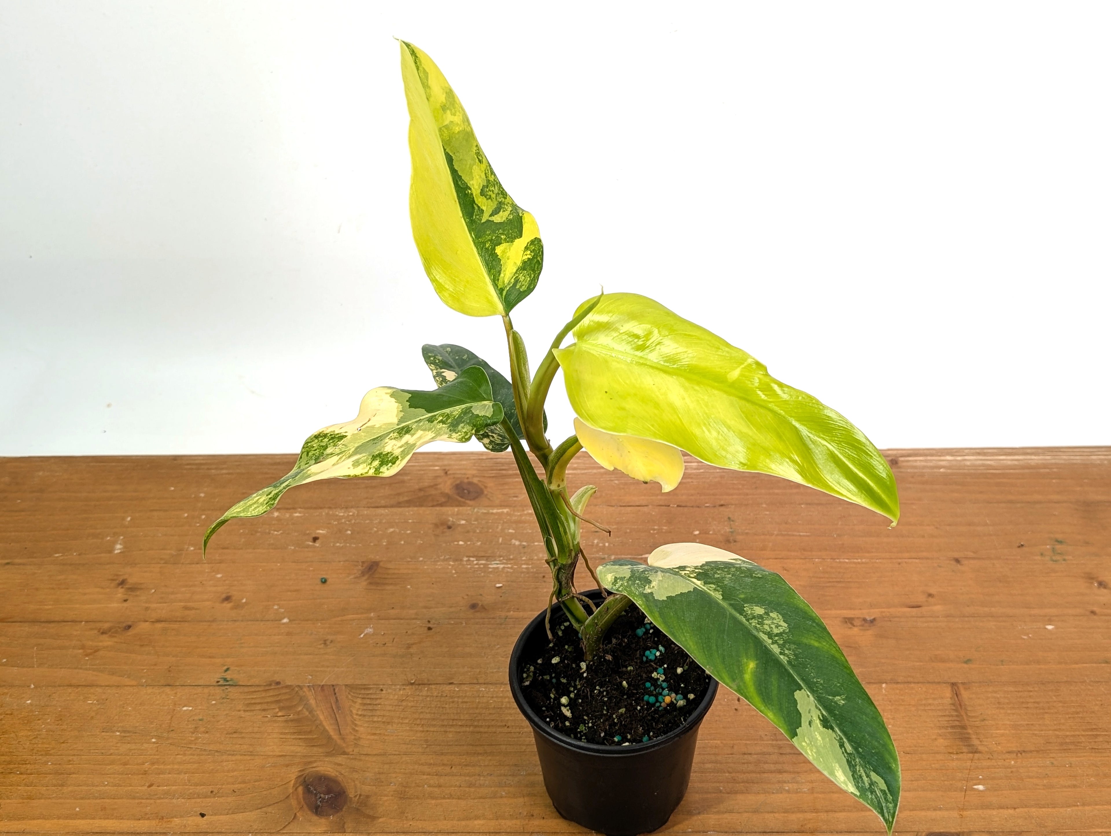 Philodendron Mango Shake (Domesticum Variegated)
