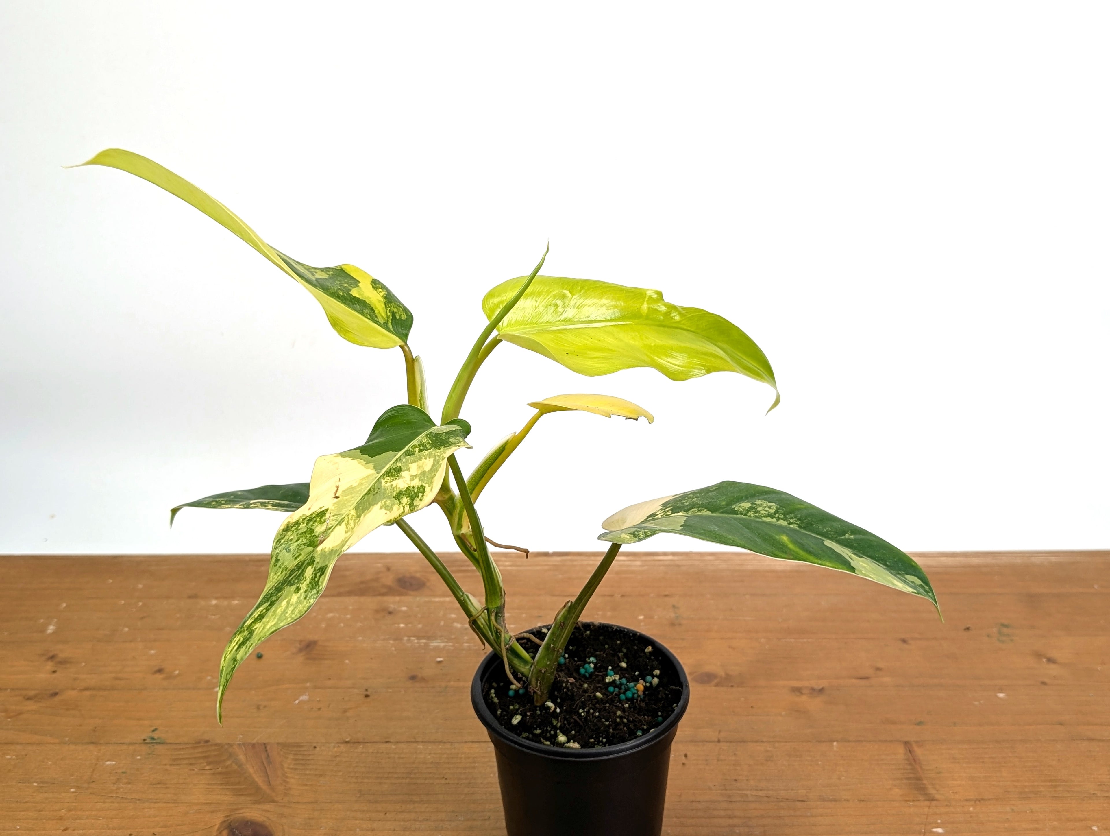 Philodendron Mango Shake (Domesticum Variegated)