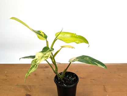 Philodendron Mango Shake (Domesticum Variegated)
