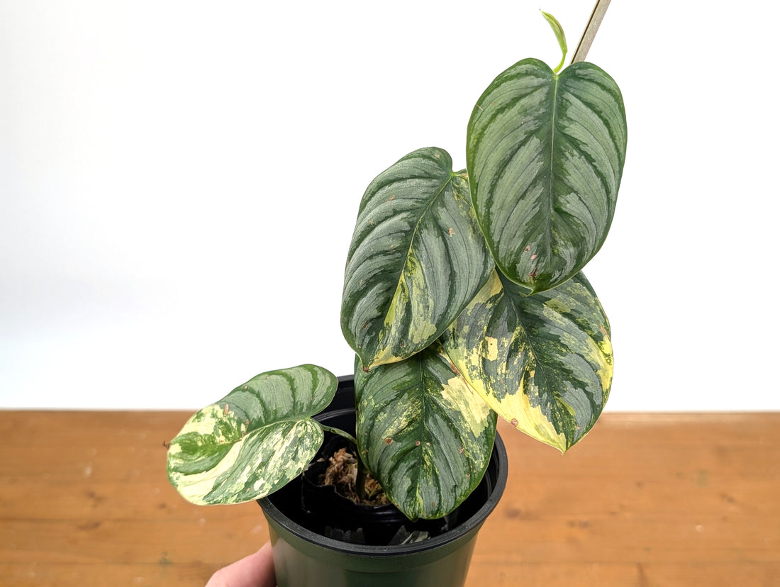 Philodendron Brandtianum Variegated - Exact Plant