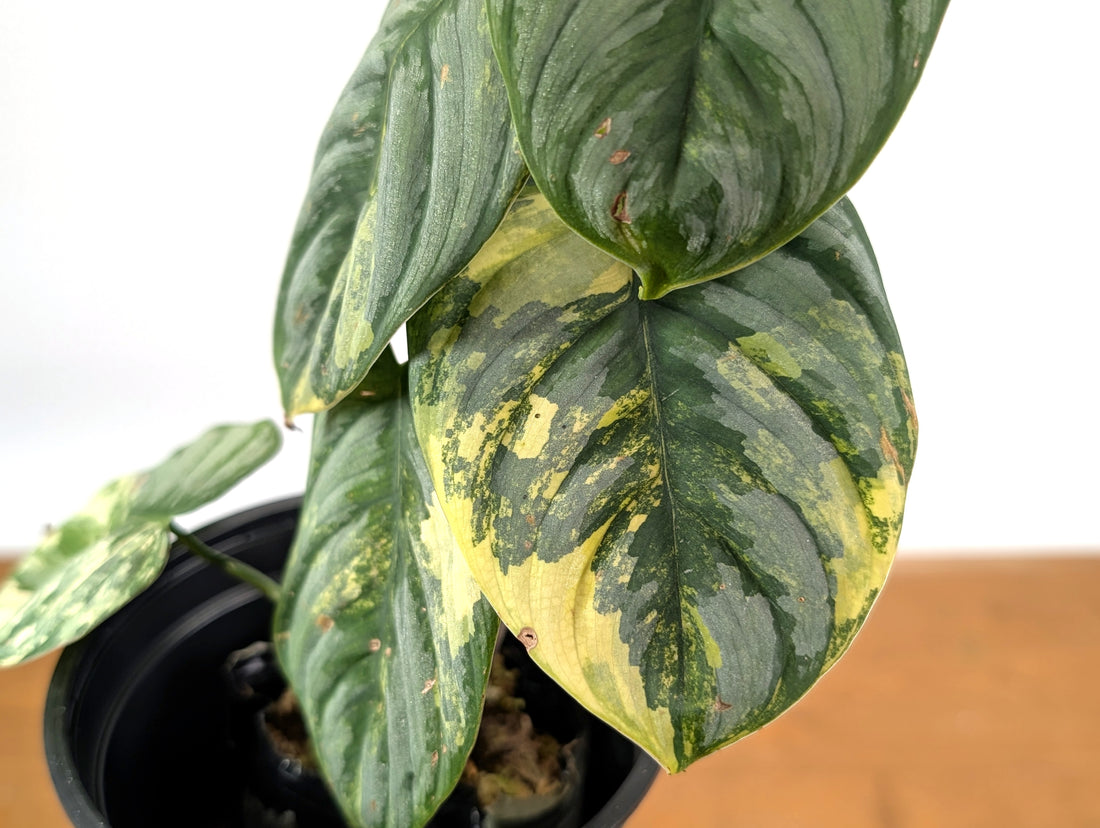 Philodendron Brandtianum Variegated - Exact Plant