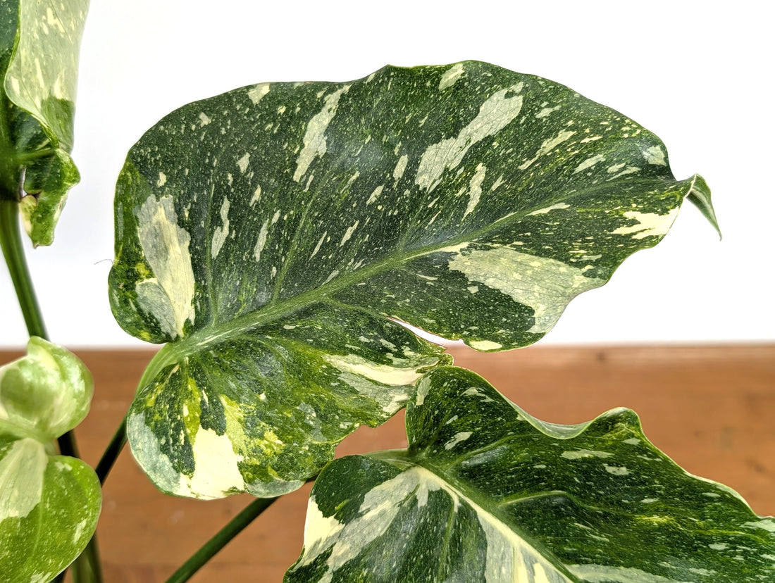 Monstera Thai Constellation Mutant Tricolor Expression Ruffled Leaves Exact Plant