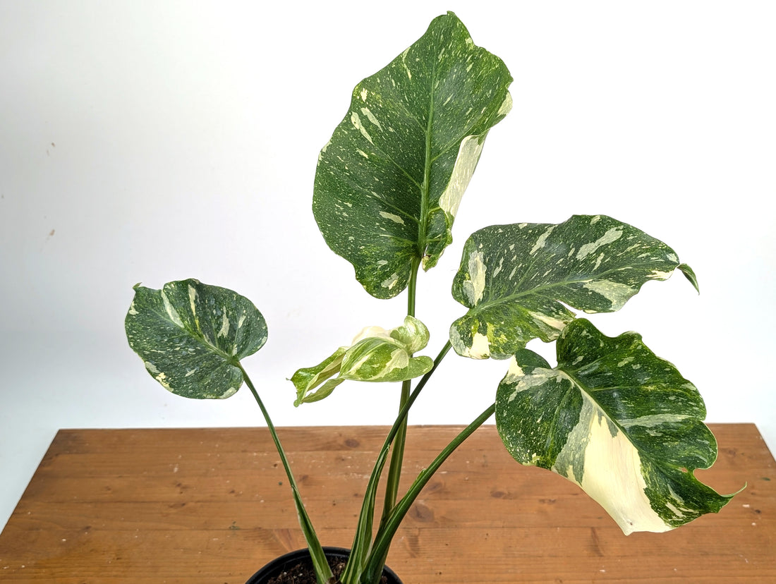 Monstera Thai Constellation Mutant Tricolor Expression Ruffled Leaves Exact Plant