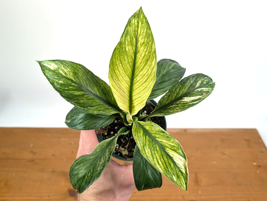 Spathiphyllum Sensation Mint