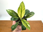 Spathiphyllum Sensation Mint