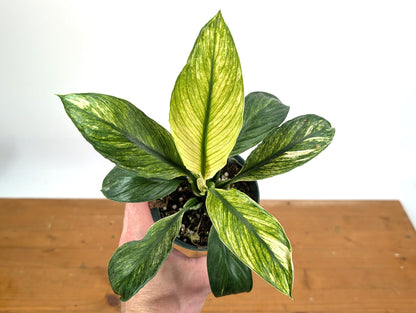 Spathiphyllum Sensation Mint