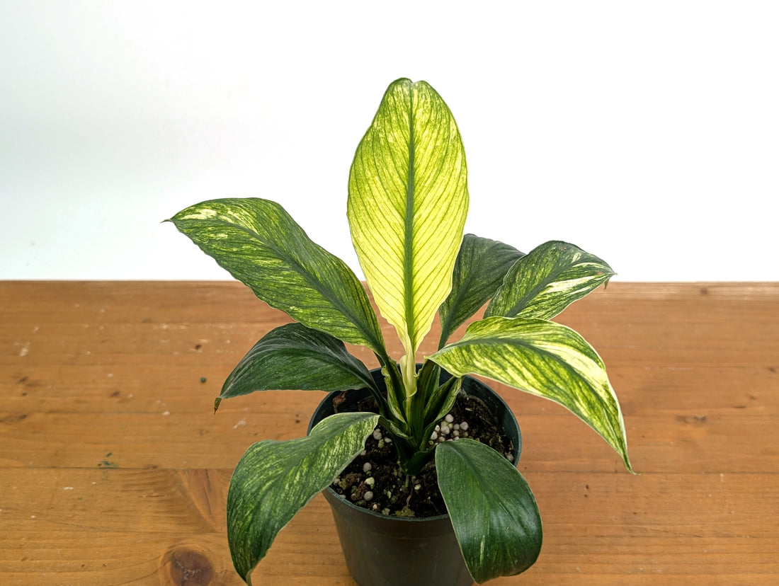 Spathiphyllum Sensation Mint