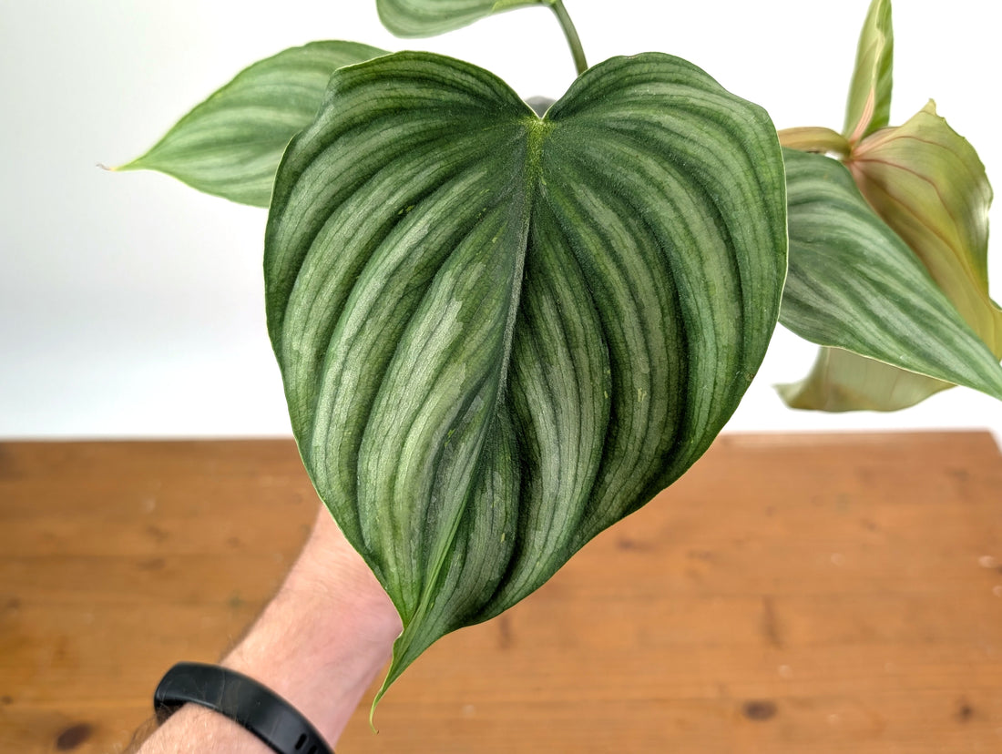 Philodendron Pastazanum x Plowmanii