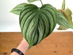 Philodendron Pastazanum x Plowmanii