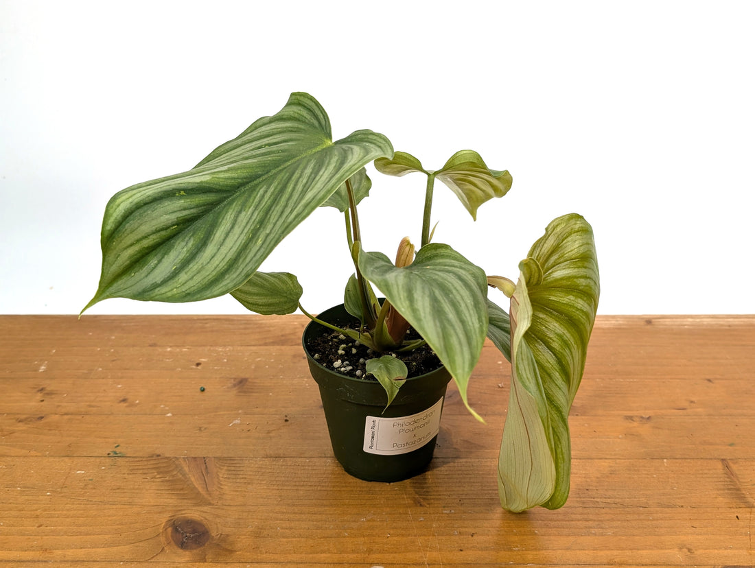 Philodendron Pastazanum x Plowmanii
