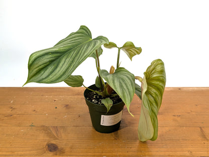 Philodendron Pastazanum x Plowmanii