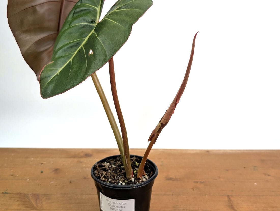Philodendron Billietiae x Gloriosum - Exact Plant in