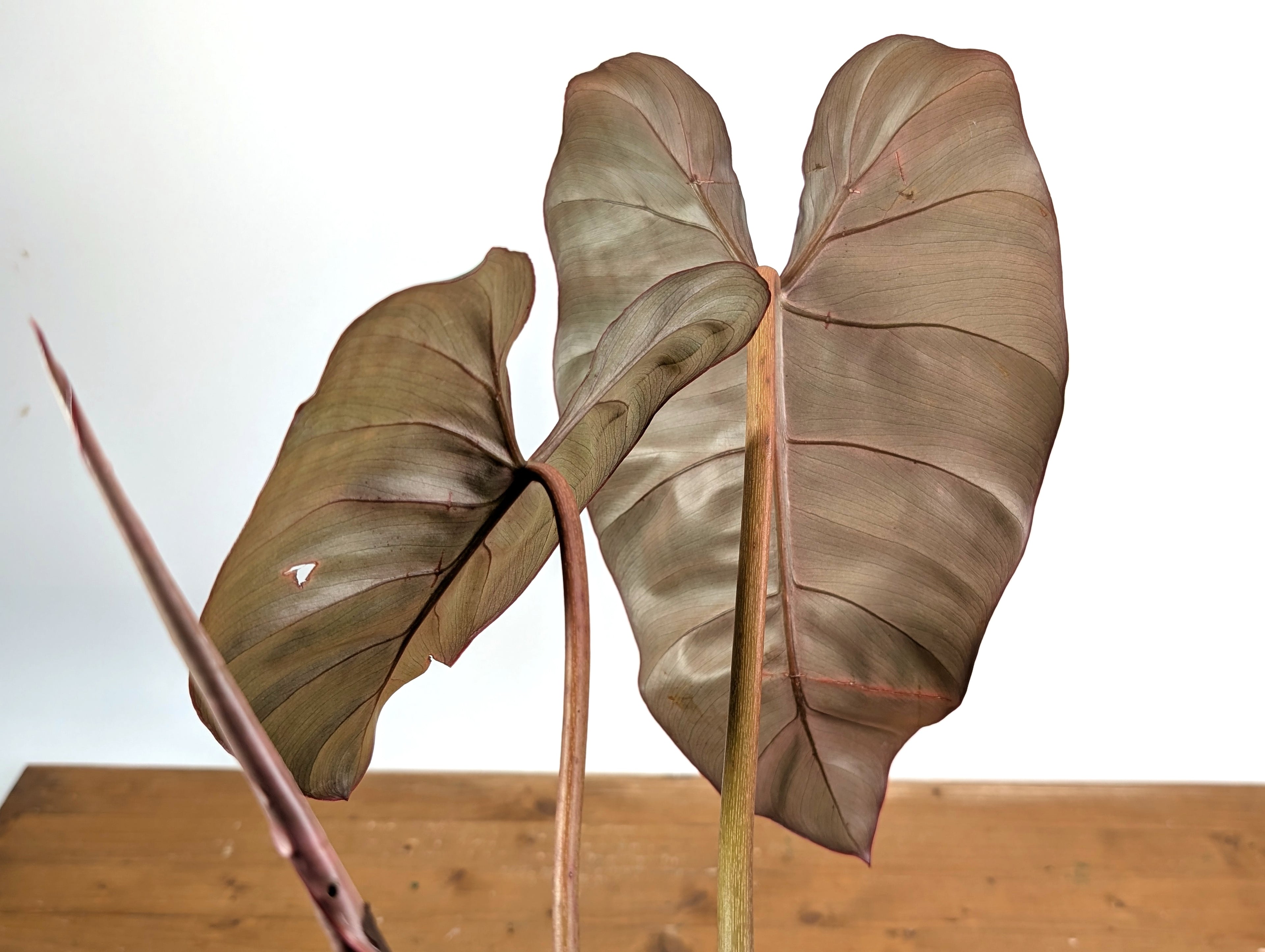Philodendron Billietiae x Gloriosum - Exact Plant in 