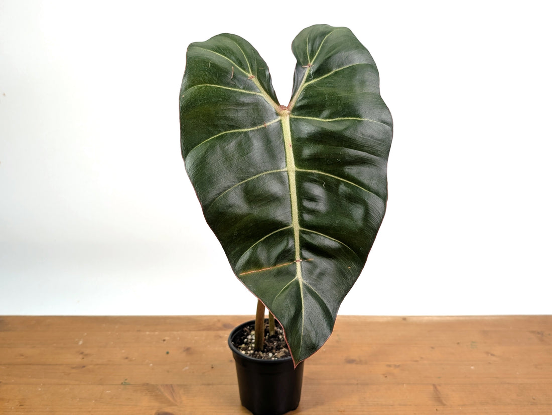 Philodendron Billietiae x Gloriosum - Exact Plant in