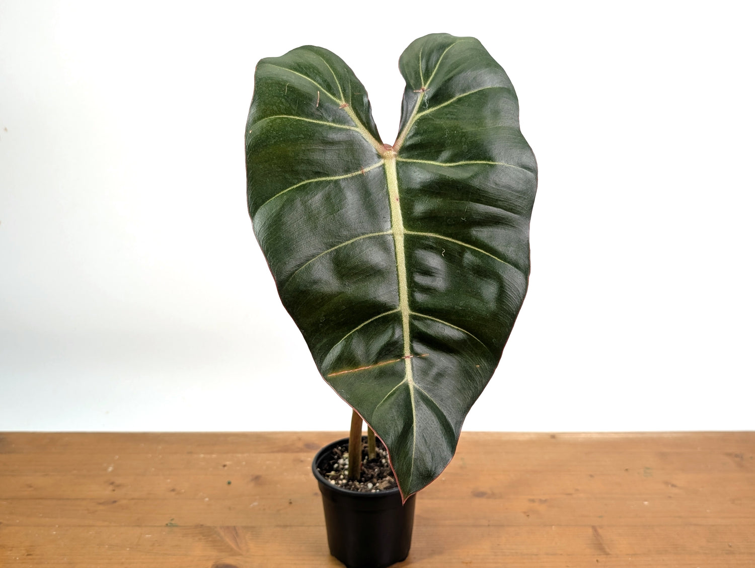 Philodendron Billietiae x Gloriosum - Exact Plant in 