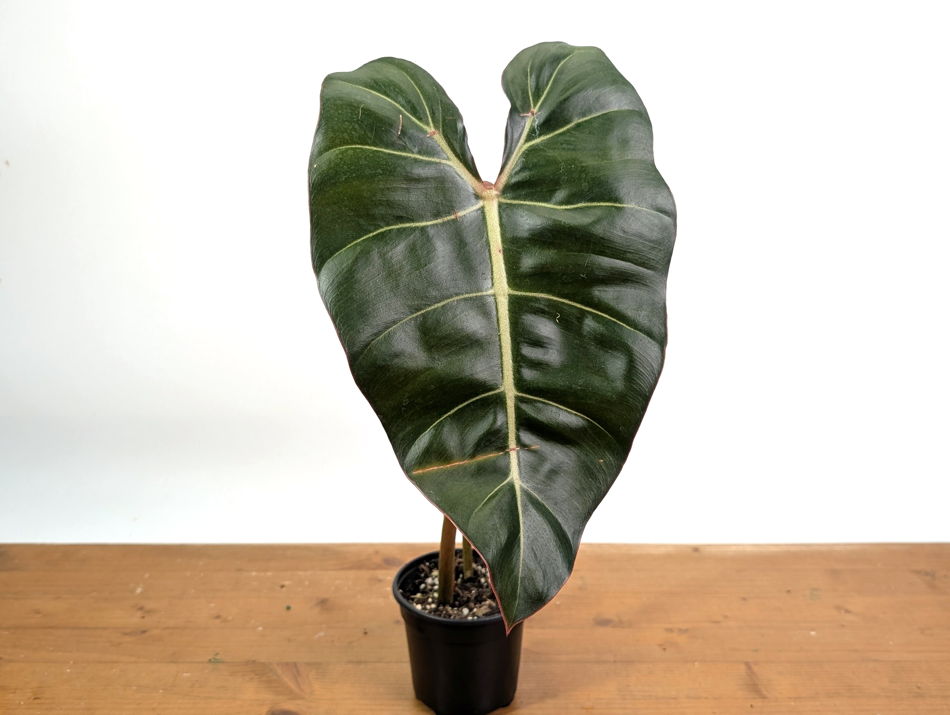 Philodendron Billietiae x Gloriosum - Exact Plant in 