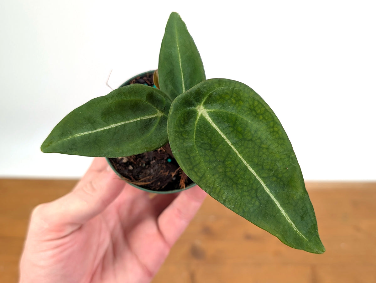 Anthurium Forgetii