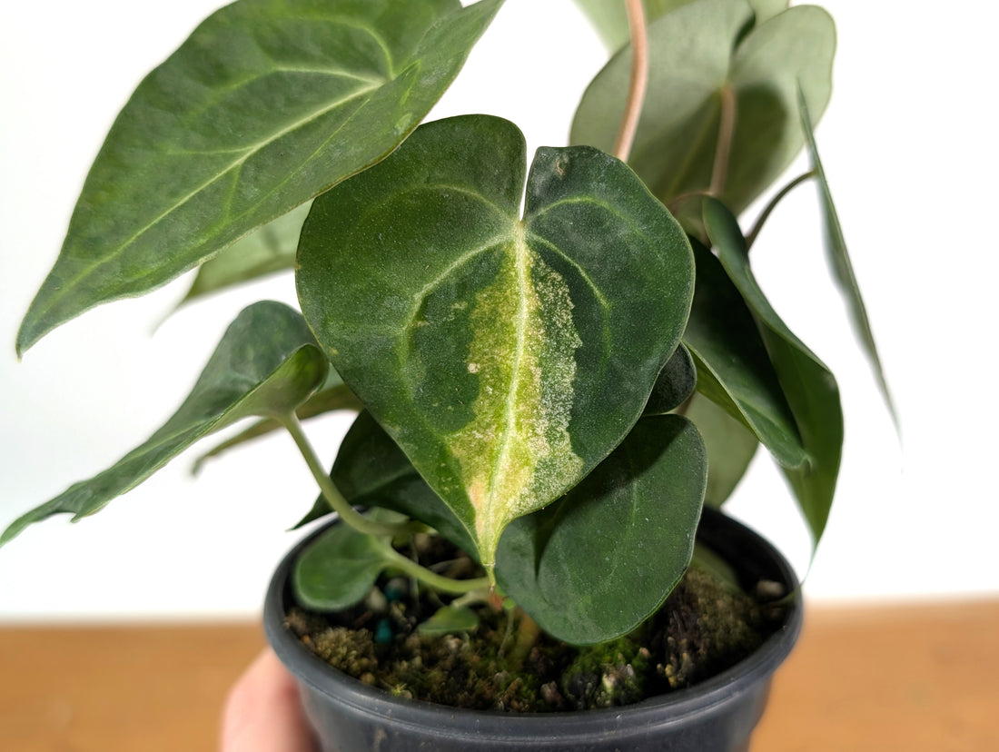Anthurium Clarinervium Variegated Exact Plant