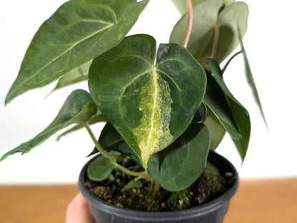 Anthurium Clarinervium Variegated Exact Plant 