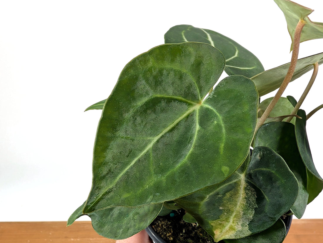 Anthurium Clarinervium Variegated Exact Plant