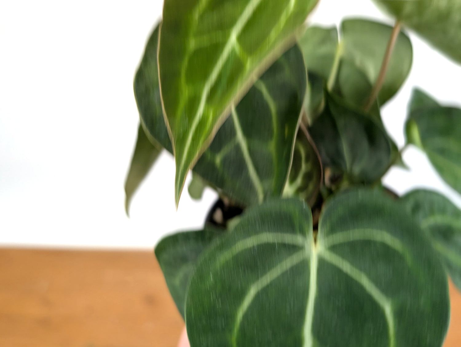 Anthurium Clarinervium Variegated Exact Plant 