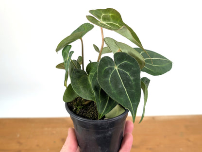 Anthurium Clarinervium Variegated Exact Plant 