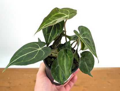 Anthurium Clarinervium Variegated Exact Plant 