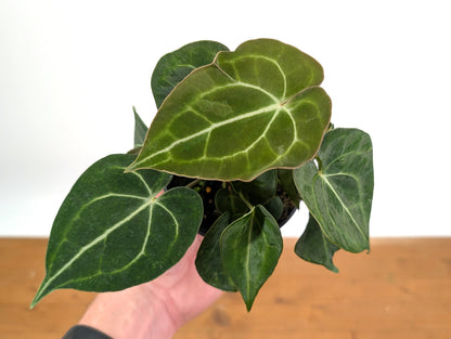 Anthurium Clarinervium Variegated Exact Plant 