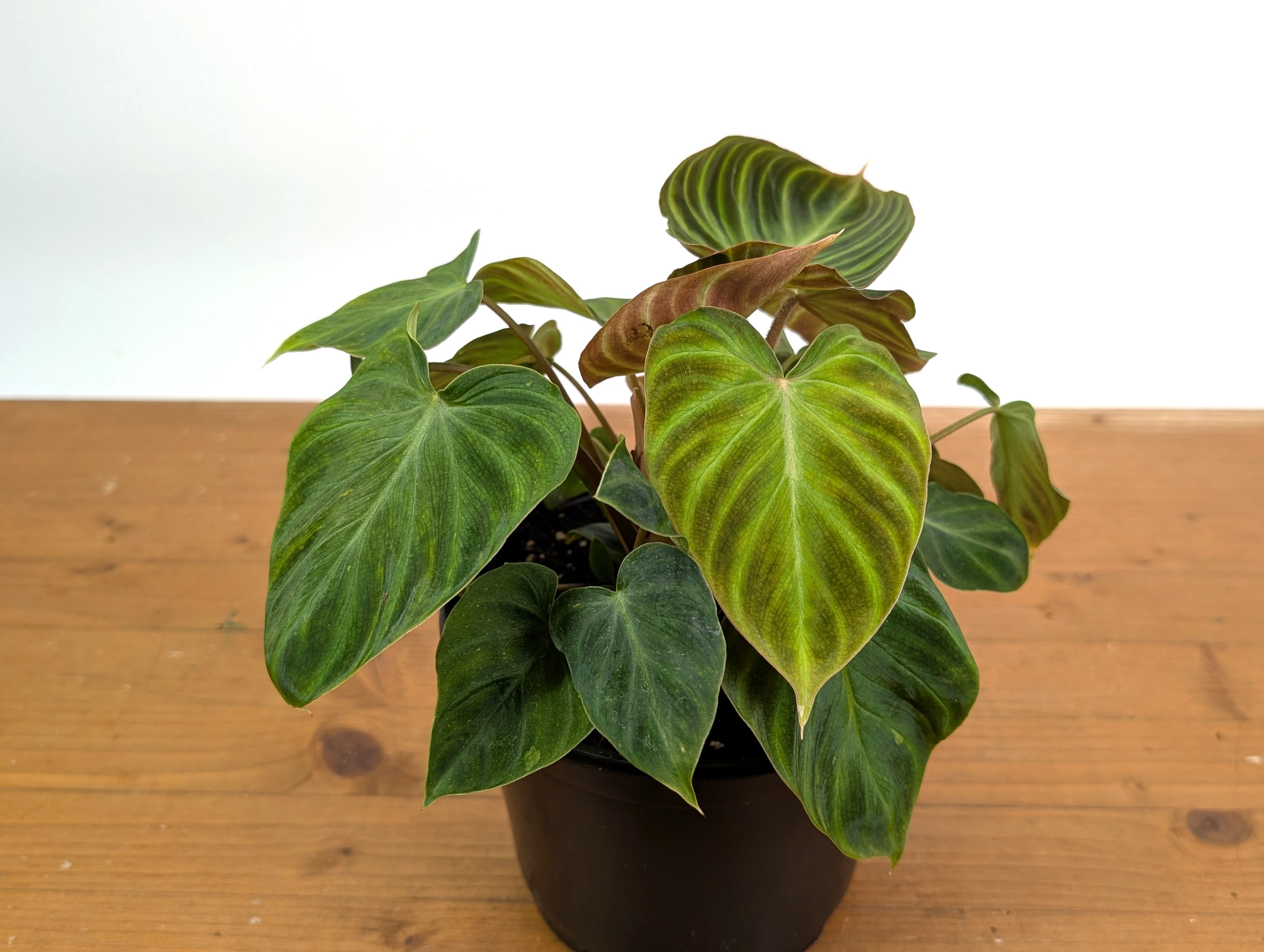 Philodendron Verrucosum