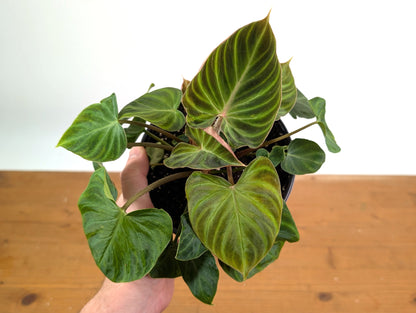 Philodendron Verrucosum