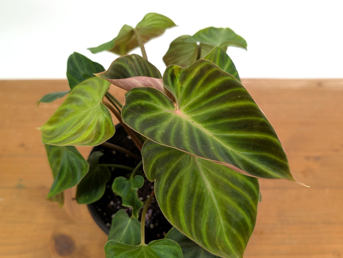 philodendron verrucosum uk Philodendron Verrucosum Incensi – Plantamani Plants