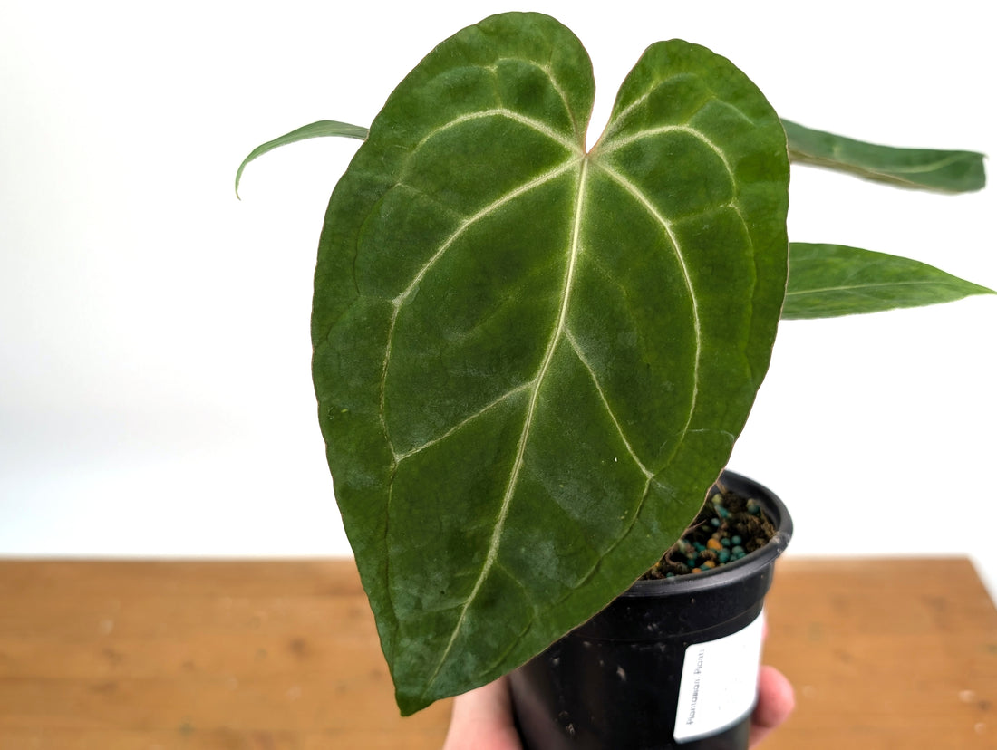 Anthurium SKG x Black Velvet x Papillilaminum