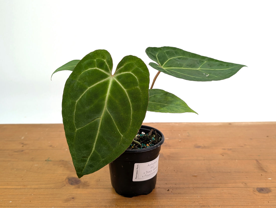 Anthurium SKG x Black Velvet x Papillilaminum